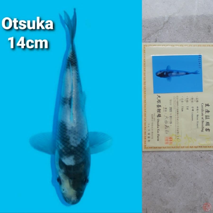 OTSUKA SHIRO 14CM