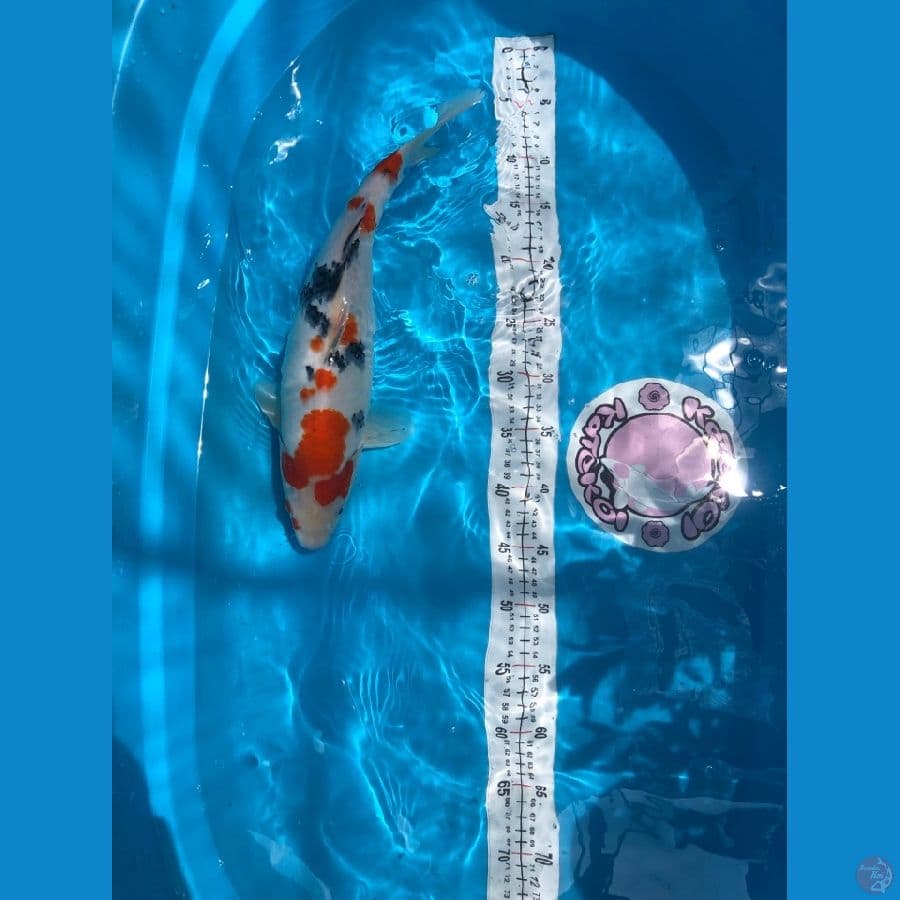 Sanke bulky 42 cm