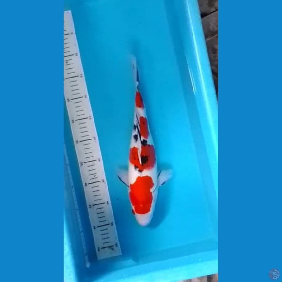 4step Sanke High Quality 37cm (F)