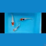 paket showa 17-19cm
