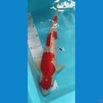 kohaku jantan strong 