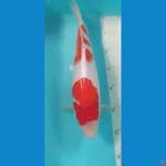 kohaku blood line marusei