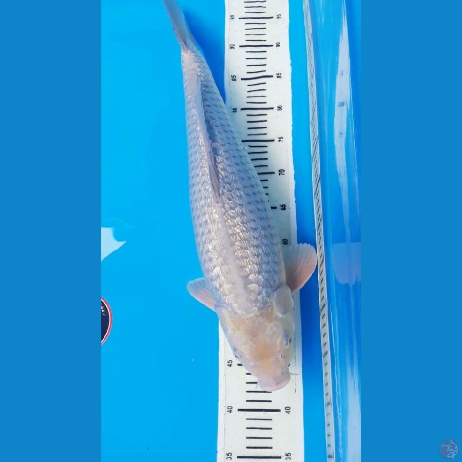 soragoi 58cm jantan jumbo
