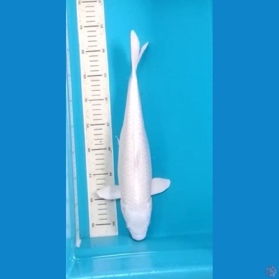 Platinum Putih Salju 41cm (F)