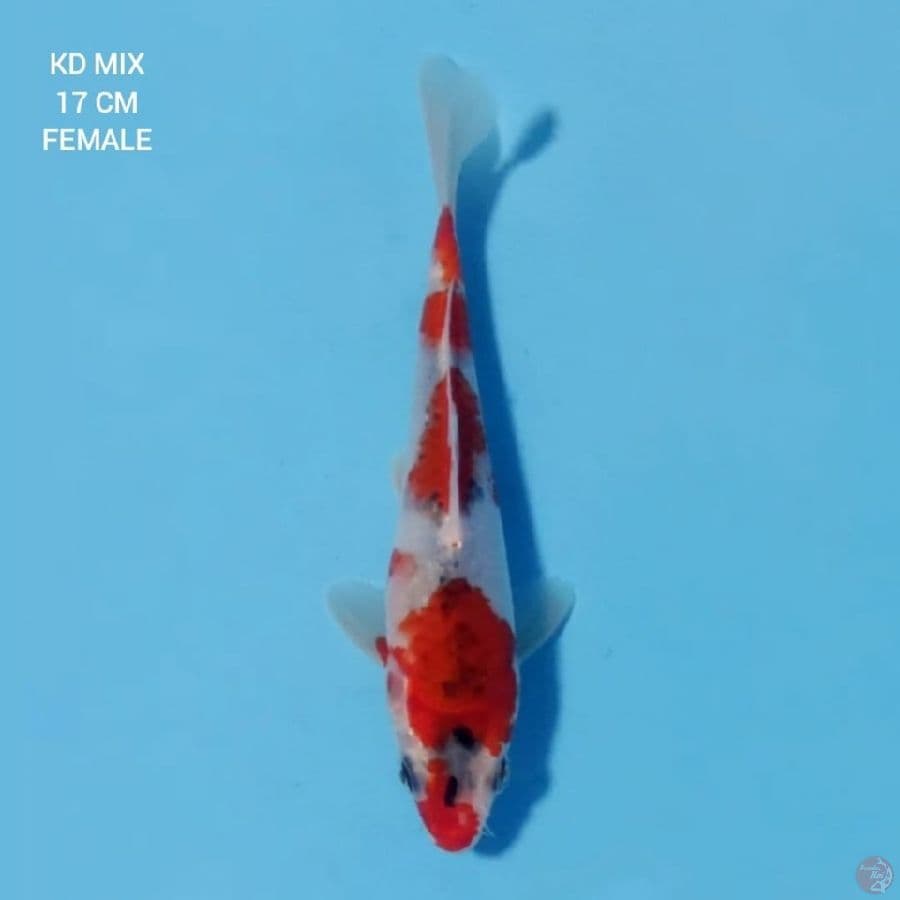 Goshiki 17cm Female