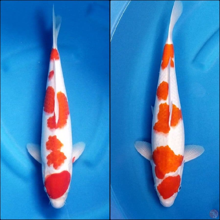 MARUTEN KOHAKU 39 - 40 CM