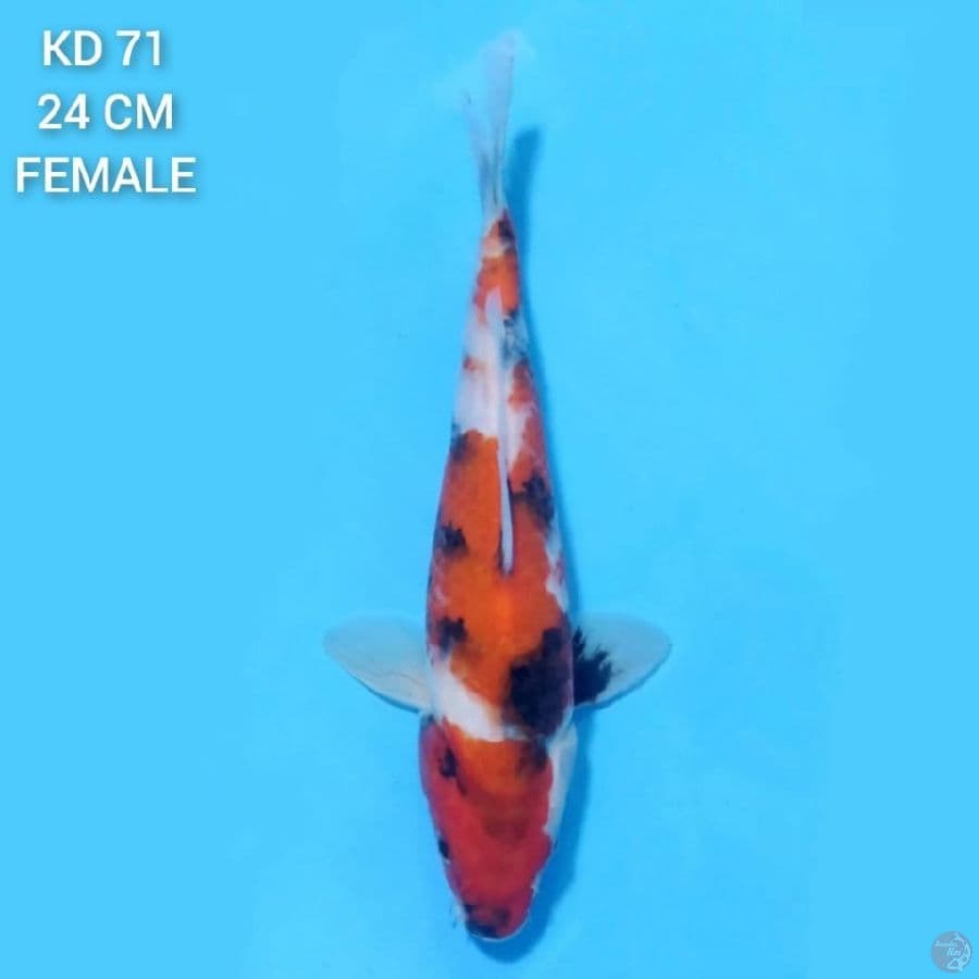 Showa Tategoi 24cm Female