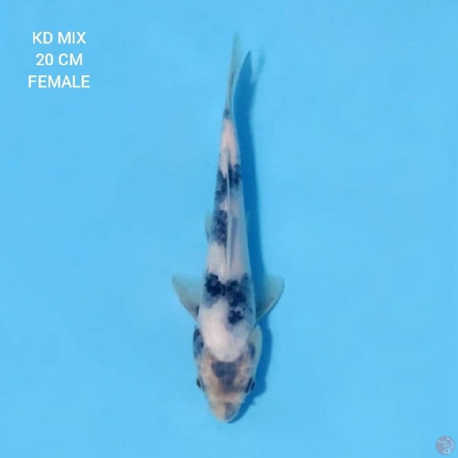 Shiro Tategoi 20cm Female