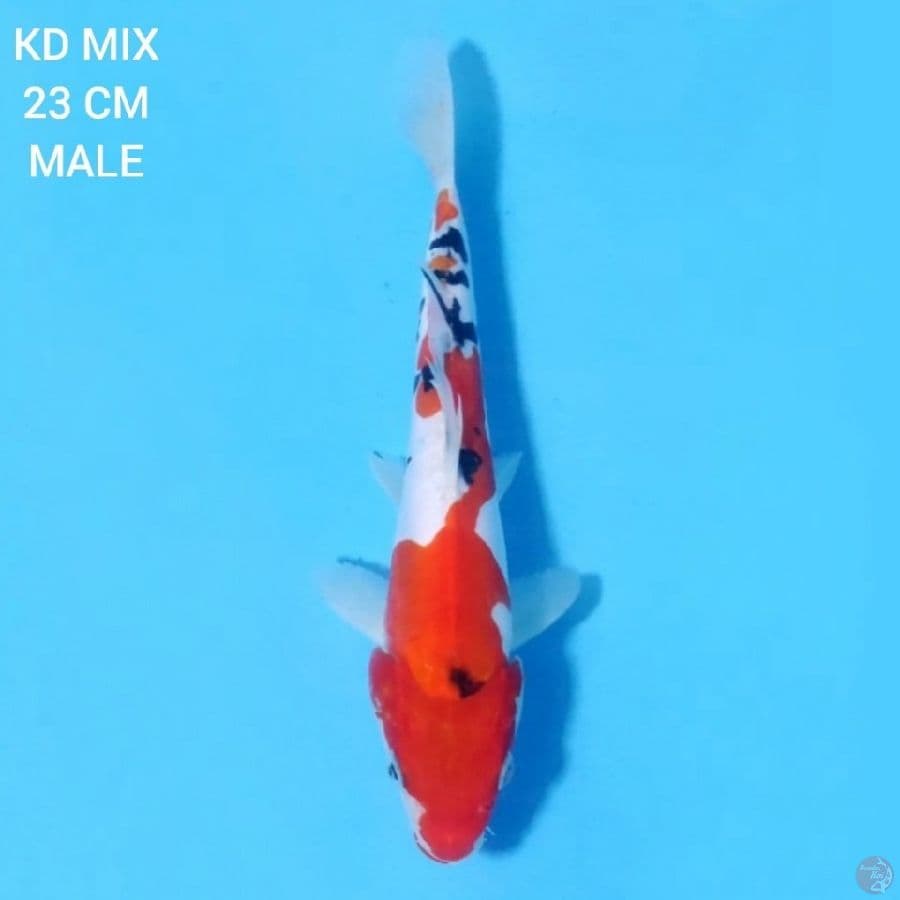 Doitsu Sanke 23cm Male