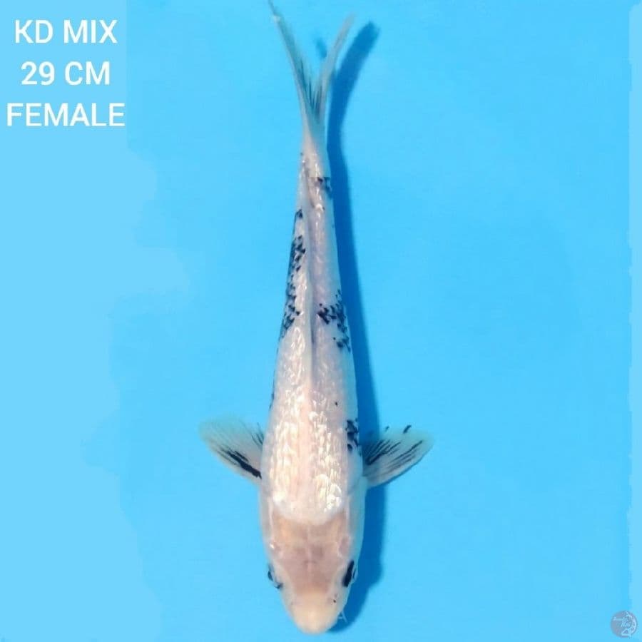 Full Ginrin Shiro Tategoi 29cm Female