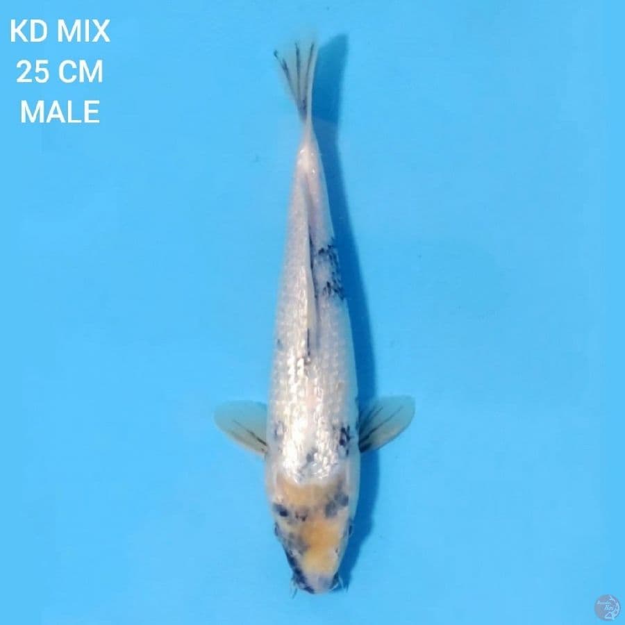 Full Ginrin Shiro Tategoi 25cm Male