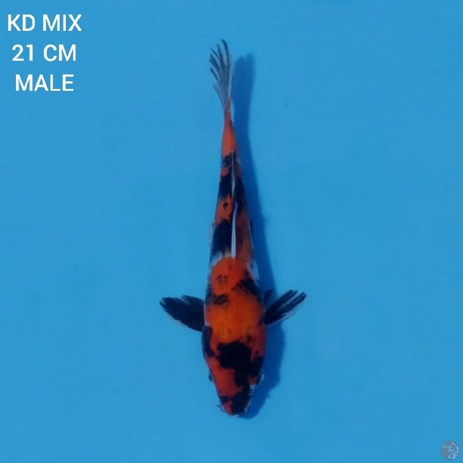 Showa Sanshoku 21cm Male