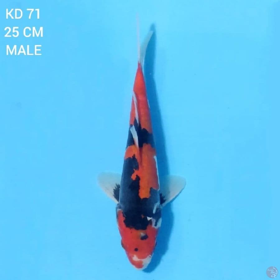 Showa Doitsu 25cm Male