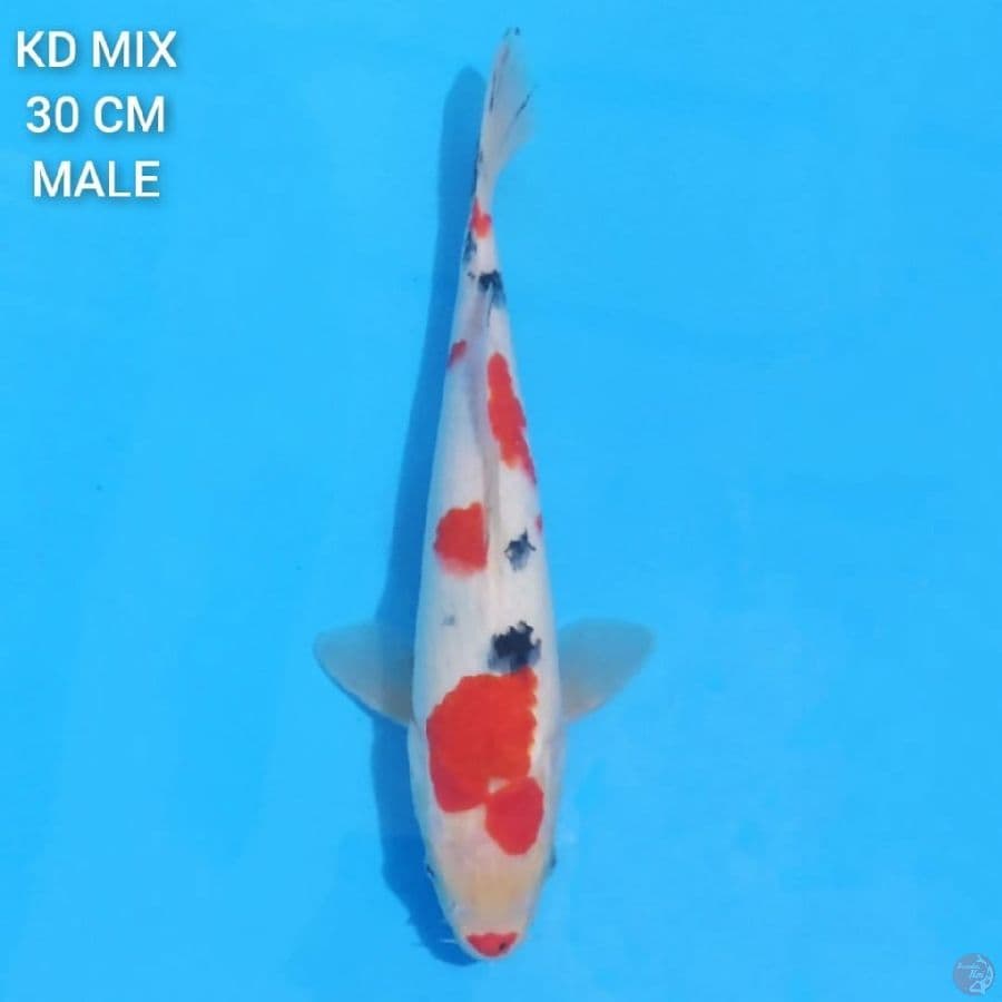 Kindai Sanke HQ 30cm Male