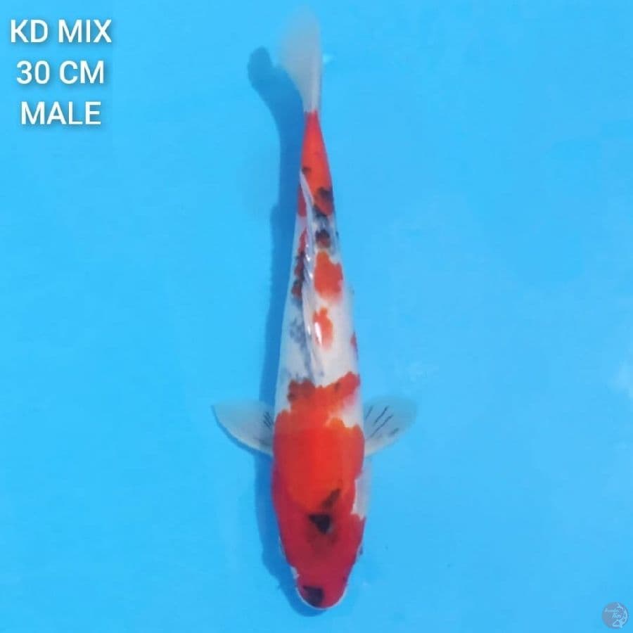 Showa Tategoi 30cm Male