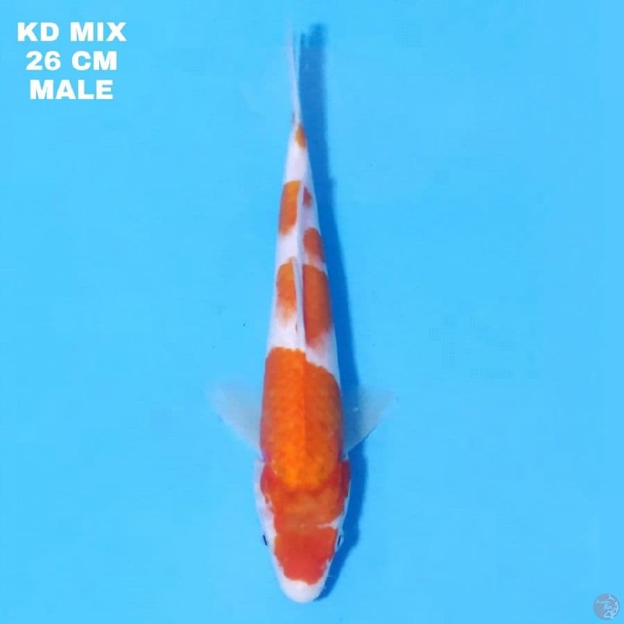 Kohaku Original 26cm Male