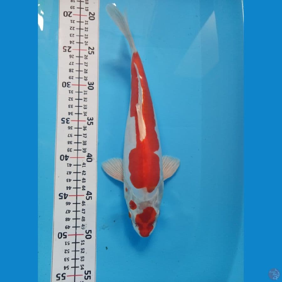 maruten kikushui 30cm
