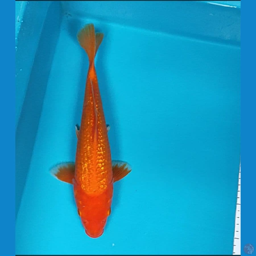 hajiro ginrin strong 31cm