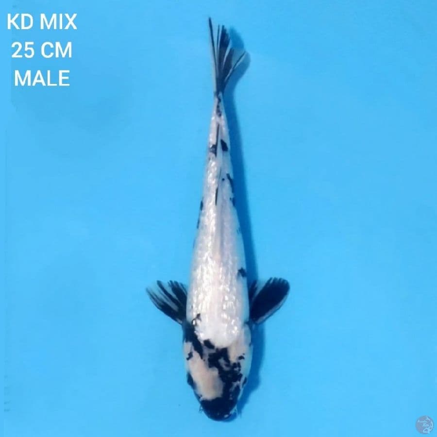 Full Ginrin Shiro 25cm Male