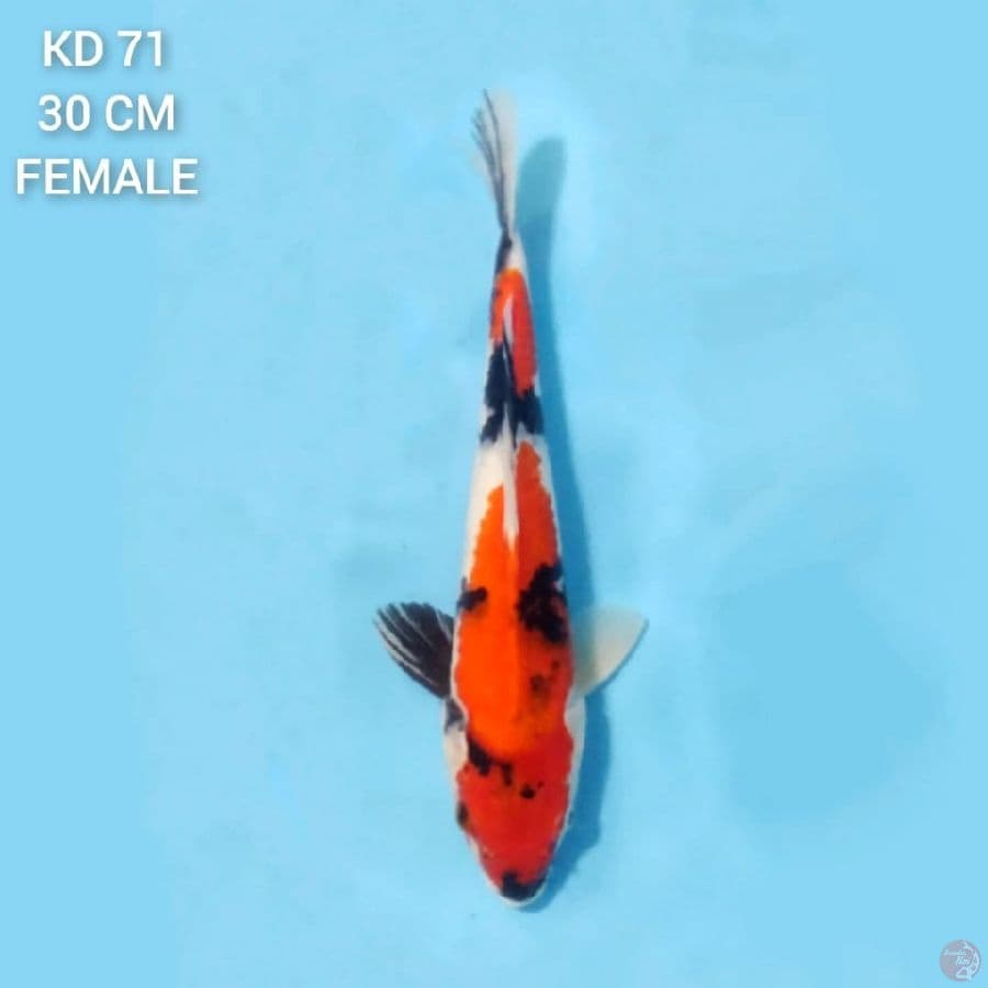Showa Sanshoku 30cm Female
