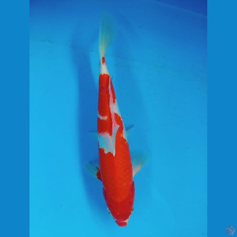 Kohaku Original Red Strong