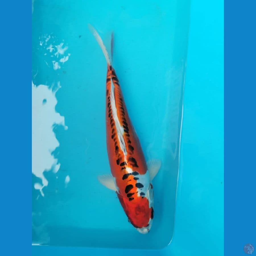 Kiko 41 cm