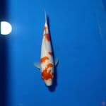 ORIGINAL KOHAKU 24cm MALE