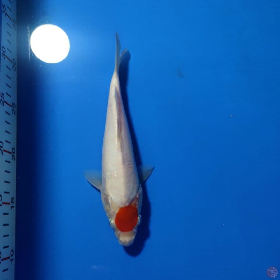 TANCHO KOHAKU 22cm