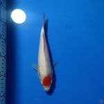 TANCHO KOHAKU 22cm 
