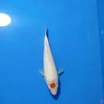 SNOW WHITE - TANCHO KOHAKU 21CM