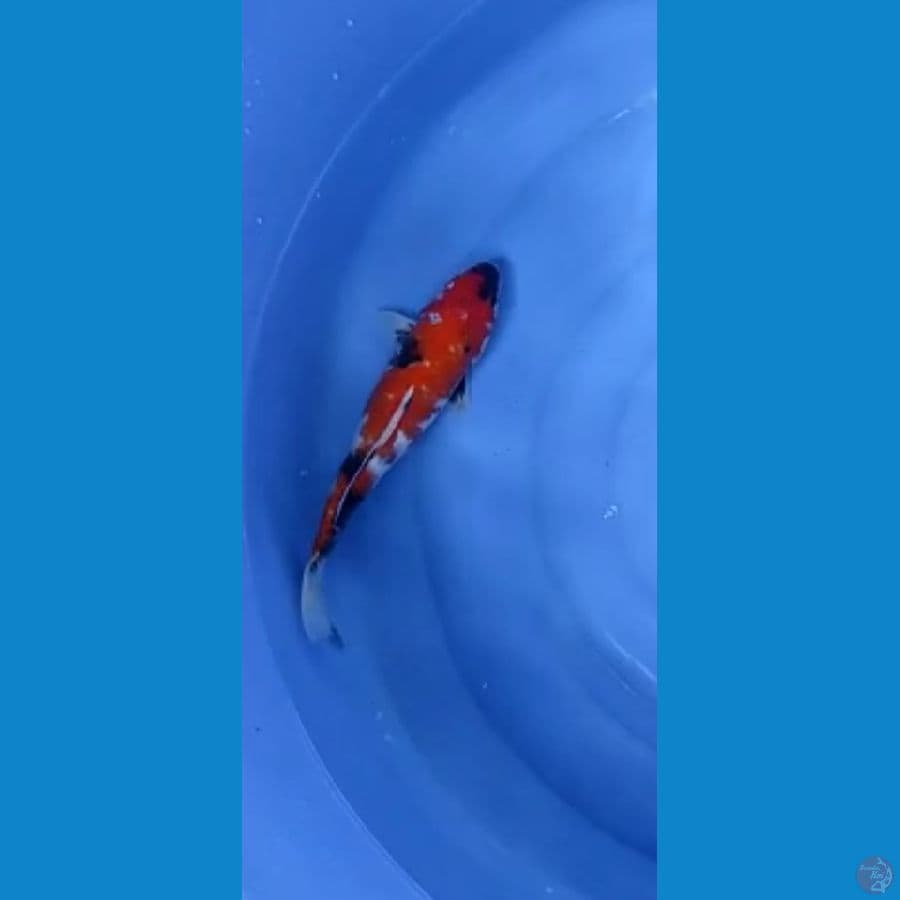 SHOWA 35CM