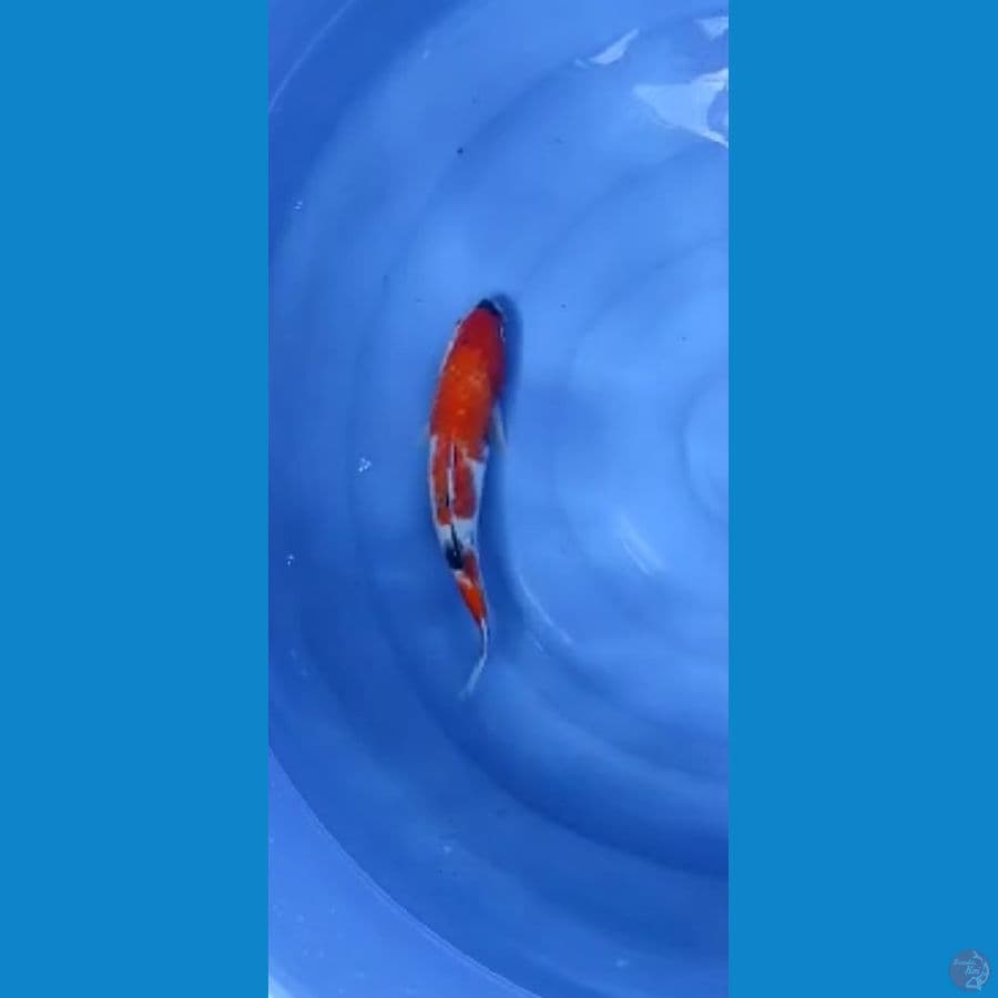 SHOWA  31cm