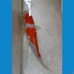 KOHAKU CALON INDUK BAGUS