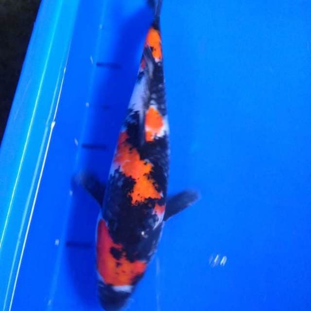 34 cm - SHOWA - female