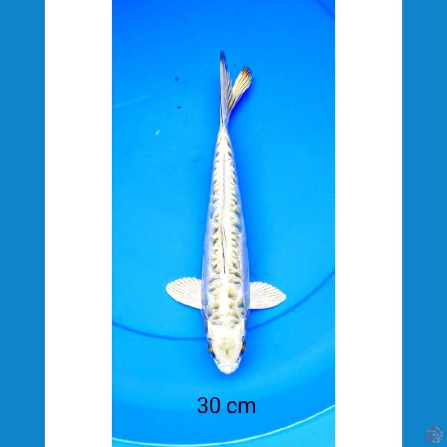 Antikan 30 cm