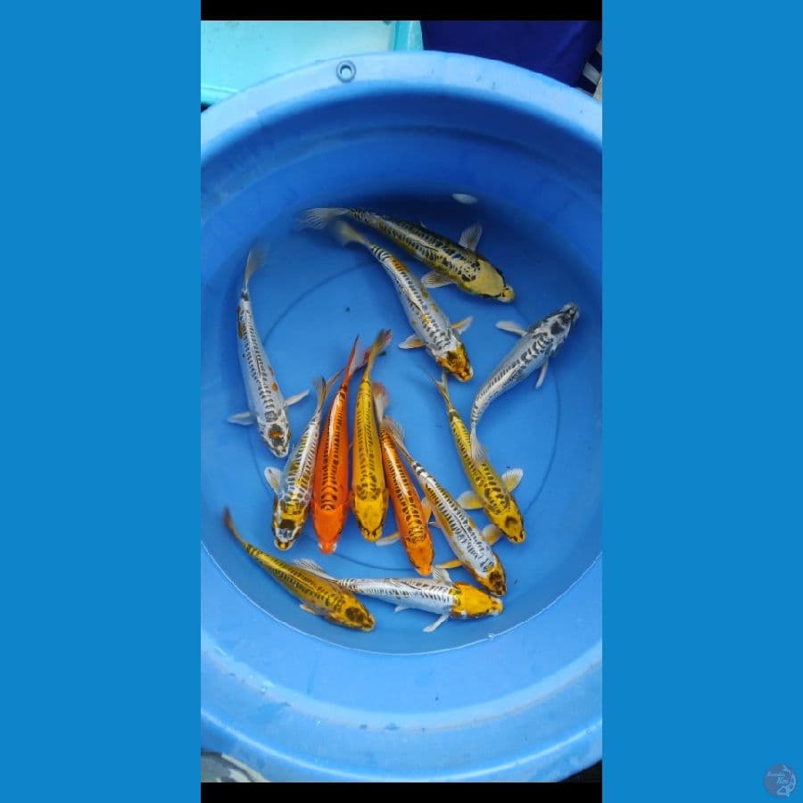 kiko 23-25 cm