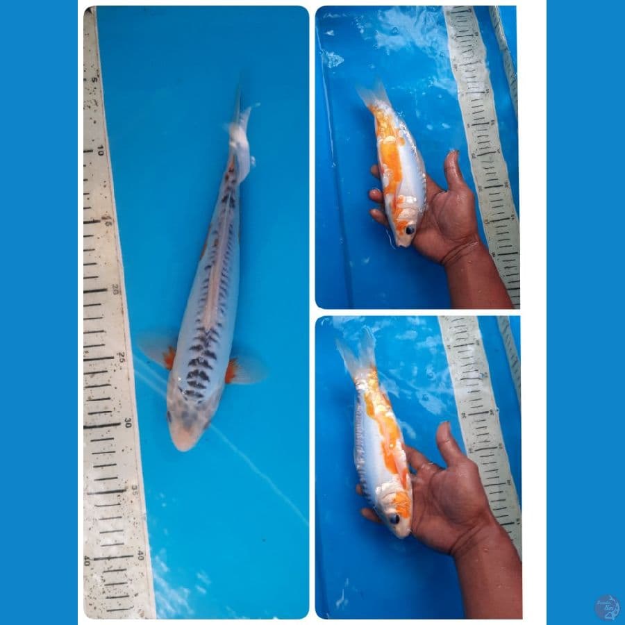 shusui 26cm