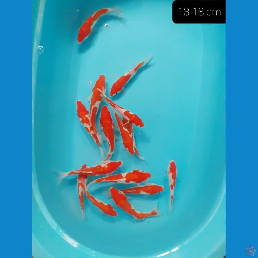 Kohaku 15 ekor 13-18 cm 