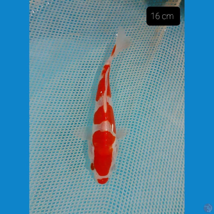 Kohaku 16 cm
