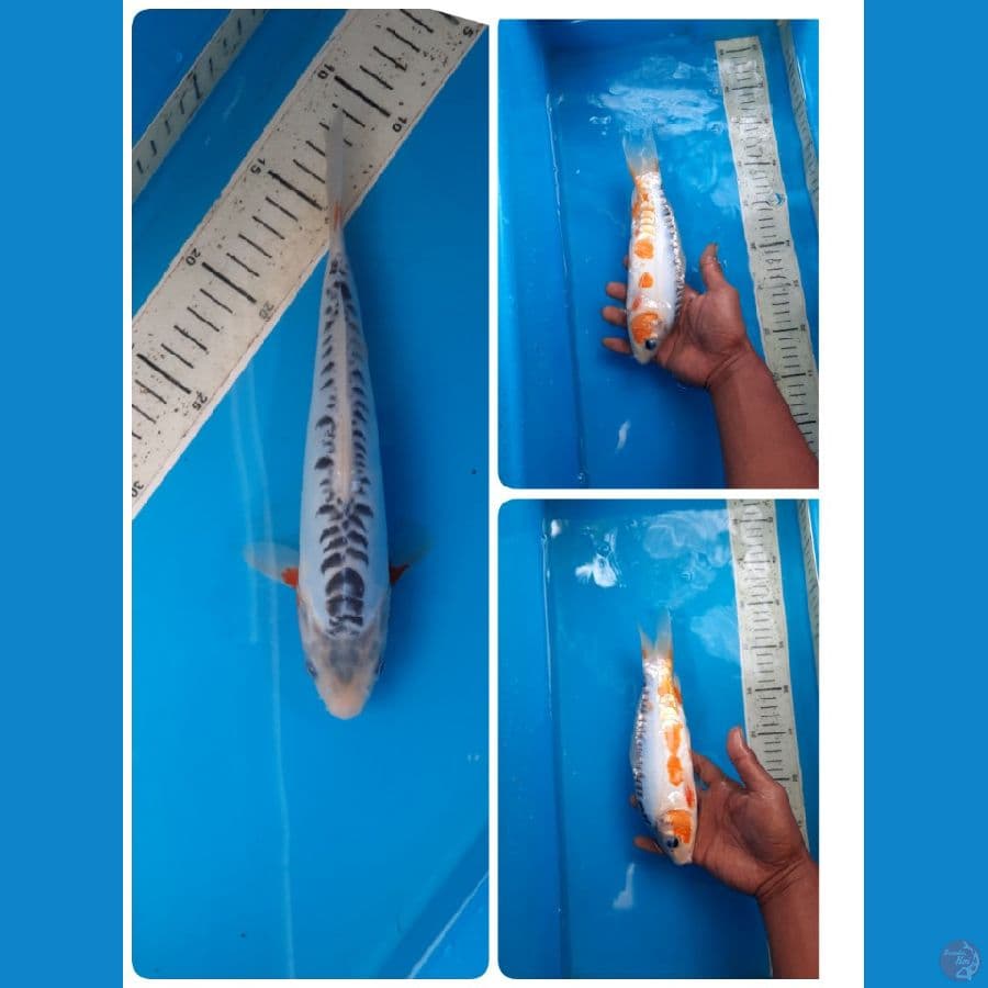 shusui 25cm