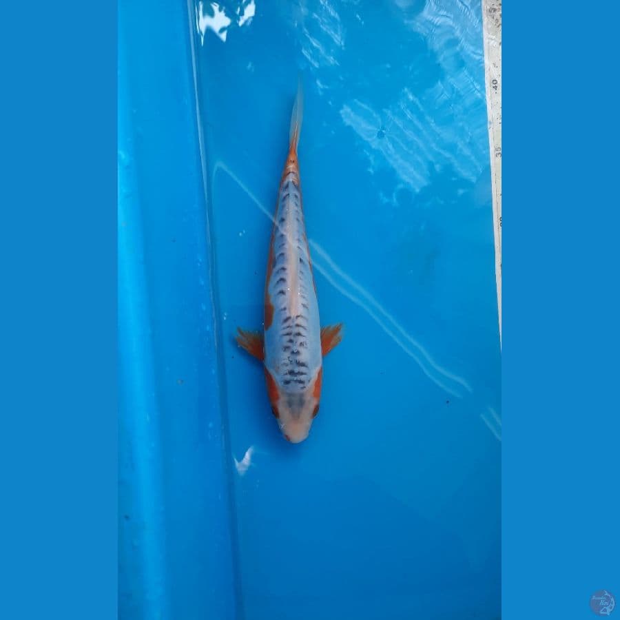 shusui 26cm 