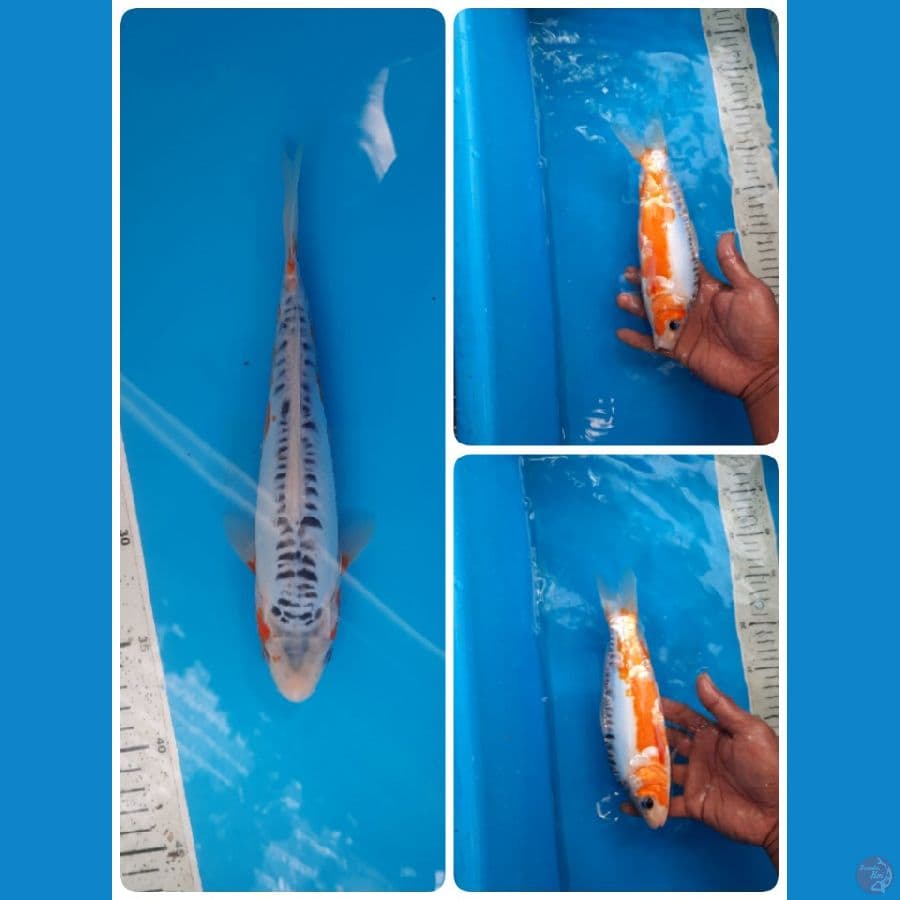 shusui 24cm