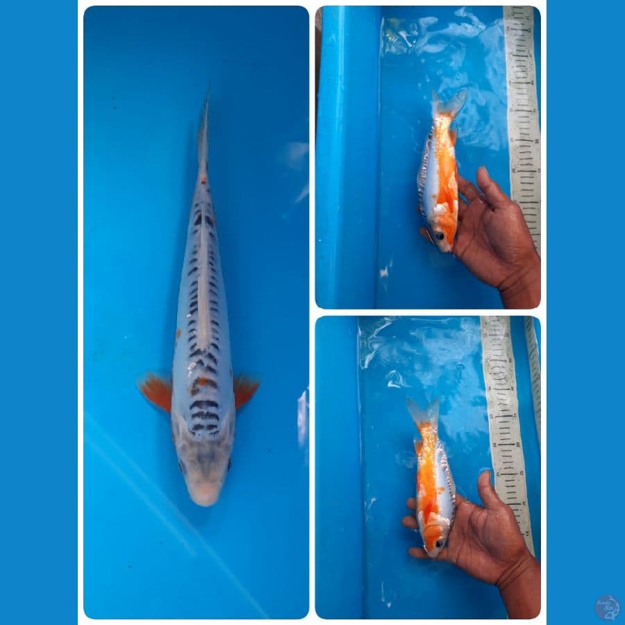 shusui 23cm 