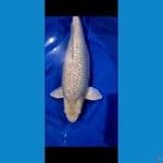 Soragoi Ginrin Bulky 56 cm