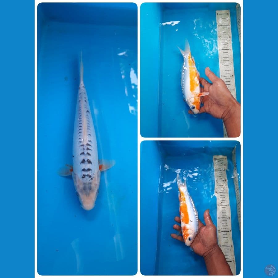 shusui 25cm 