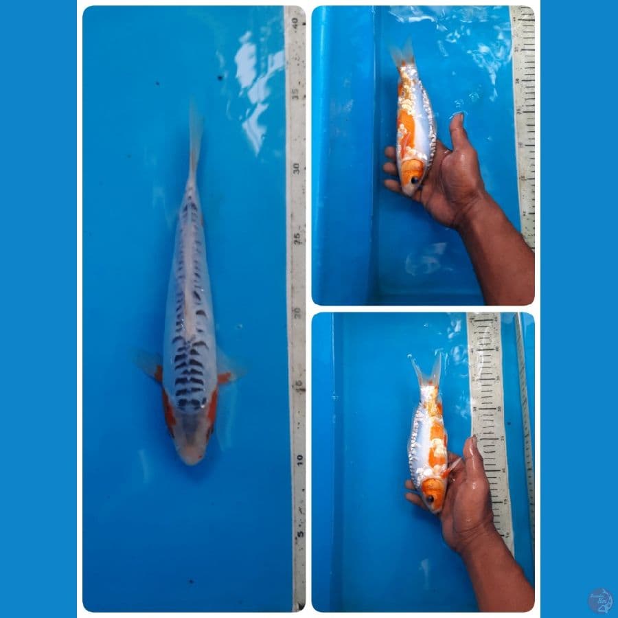 shusui 24cm 