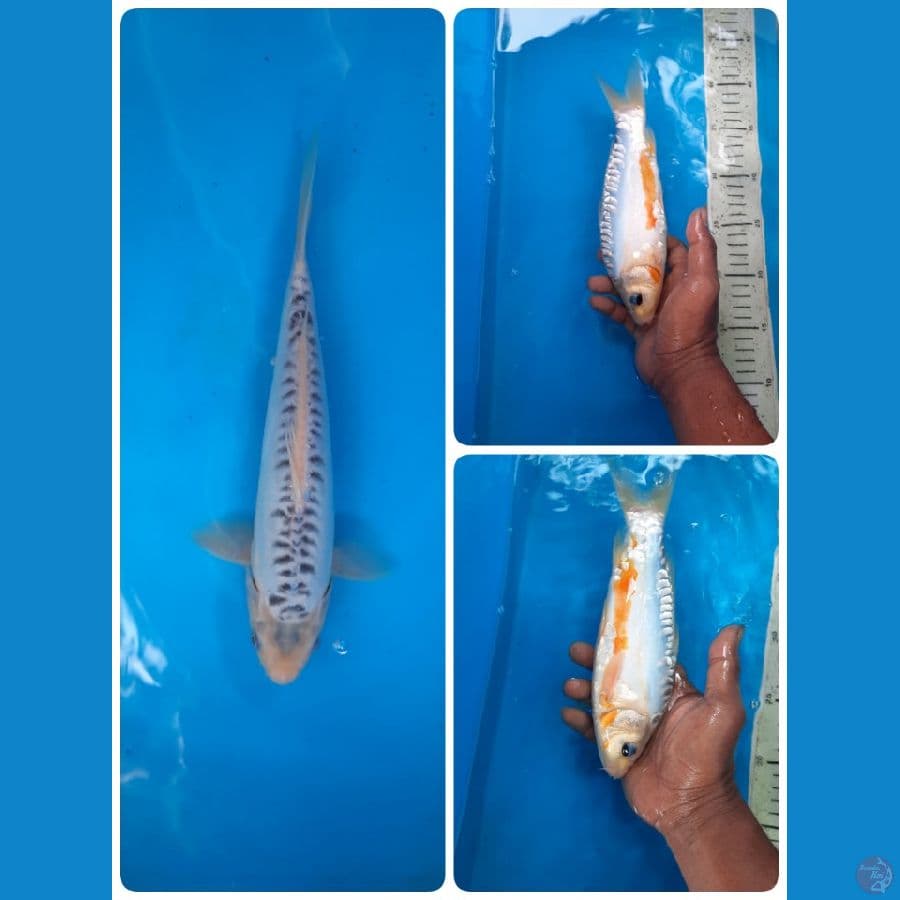 shusui 24cm