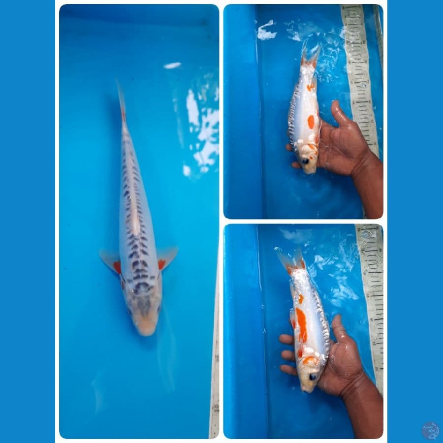 shusui 27cm