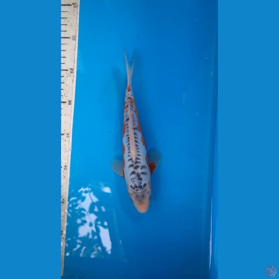 shusui 23cm