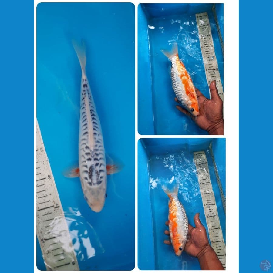 shusui 28cm 